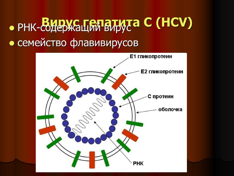 Вирус гепатита С (HСV) РНК-содержащий вирус семейство флавивирусов Вирус гепатита С (HСV) РНК-содержащий вирус семейство флавивирусов